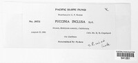 Puccinia inclusa image